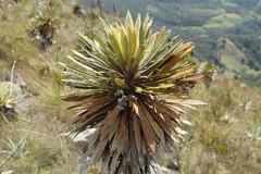 Espeletia guacharaca