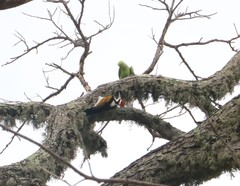 Chrysocolaptes festivus