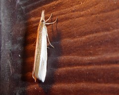 Orocrambus angustipennis