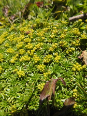 Azorella trifurcata