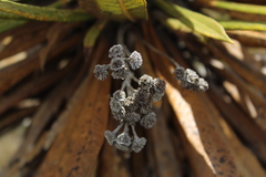 Espeletia guacharaca