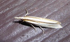 Orocrambus angustipennis