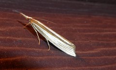 Orocrambus angustipennis