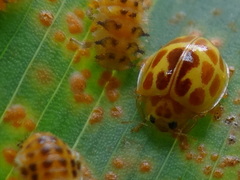 Psyllobora lutescens