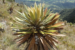 Espeletia guacharaca