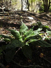 Adenocaulon chilense