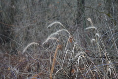 Elymus villosus