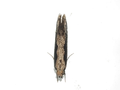 Erechthias diaphora