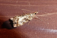 Eudonia legnota