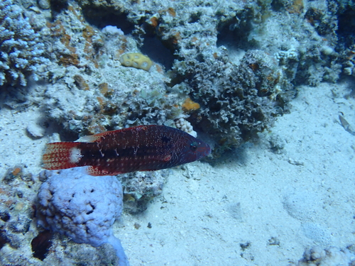 Oxycheilinus mentalis observed 2025-10-26