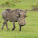 Eastern Warthog - Photo (c) Irene Domhoff, some rights reserved (CC BY-NC), uploaded by Irene Domhoff