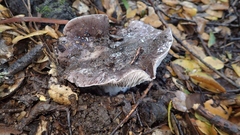 Tricholoma griseoviolaceum
