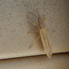 Stenophyella macreta