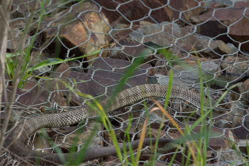 Tiger Snake sighting