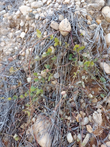creeping lespedeza (Lespedeza repens)