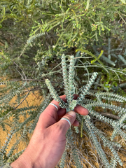 Verticordia oculata, photograph (c) Tyler Anthony, some rights reserved (CC BY)