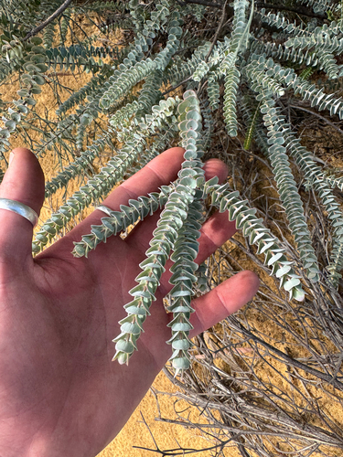 Verticordia oculata