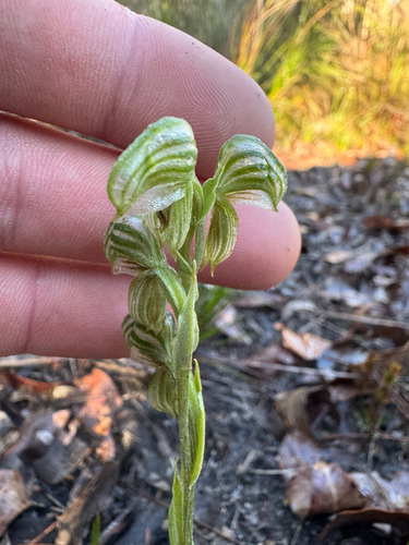 Banded Greenhood (Pterostylis vittata)