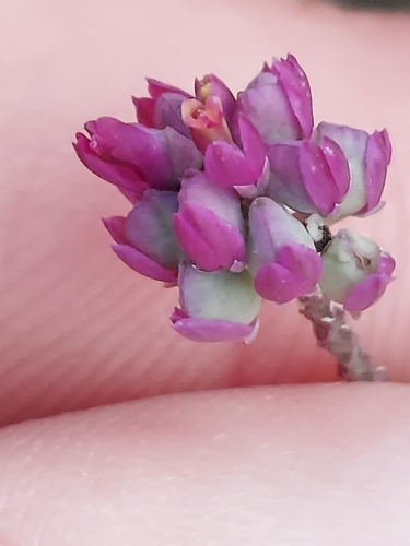 Maryland Milkwort (Senega mariana)