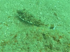 Sphoeroides lobatus