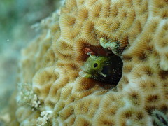 Spinyhead Blenny photo 4