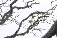 Psittacula krameri manillensis