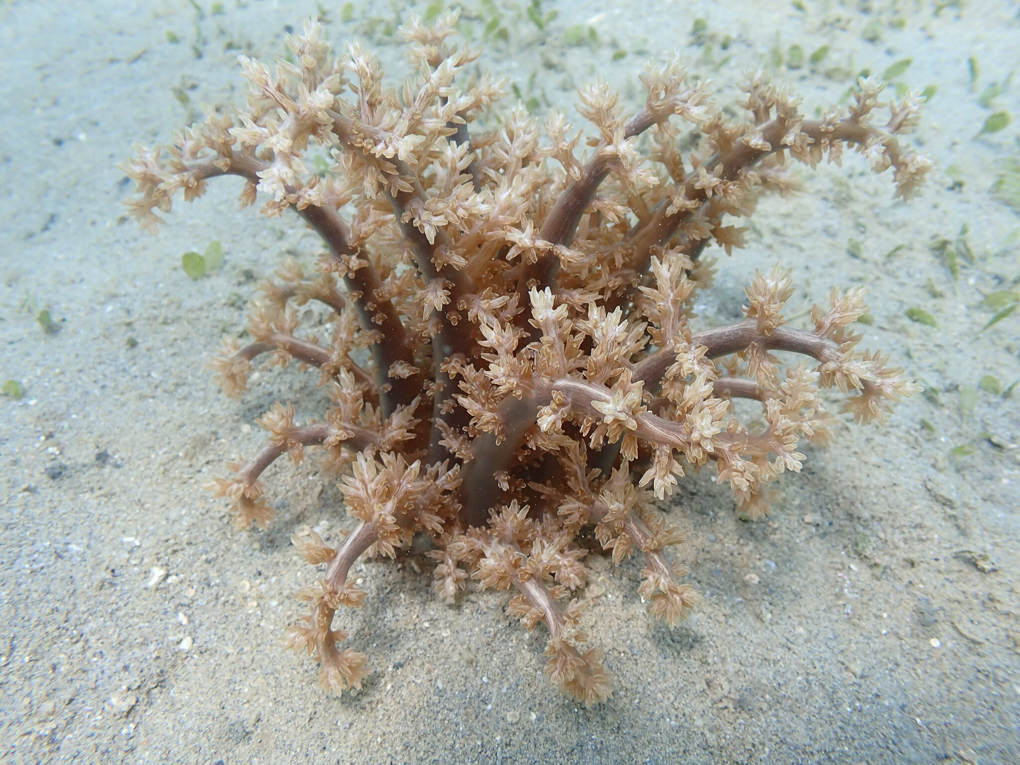 Actinodendron arboreum (Quoy & Gaimard, 1833)
