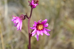 Senecio formosus