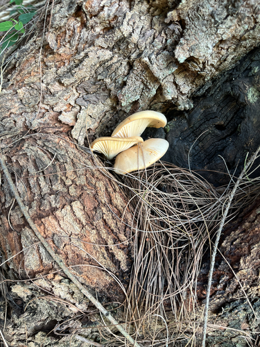 Omphalotus nidiformis
