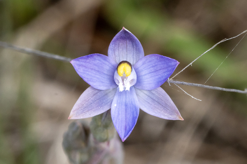 trim sun orchid (Thelymitra peniculata)