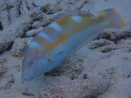 Puddingwife Wrasse