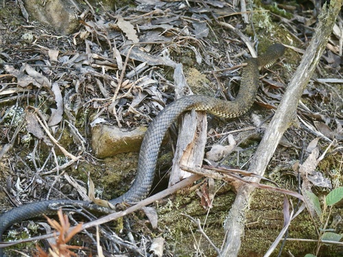 Tiger Snake sighting