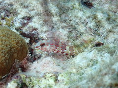 Malacoctenus triangulatus