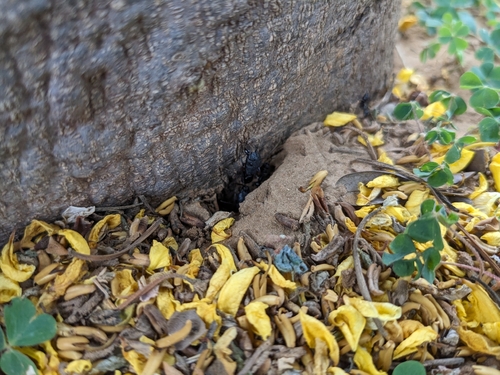 Indian Black Ant