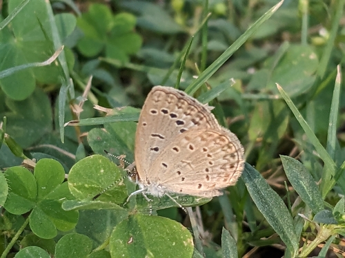 Pale Grass Blue