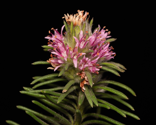 Euthystachys abbreviata