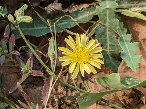 Launaea nudicaulis
