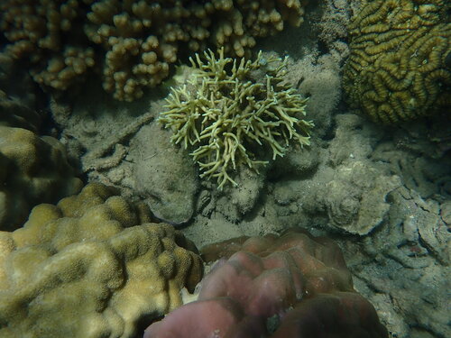 Millepora tenera observed 2025-11-01