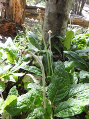 Adenocaulon chilense