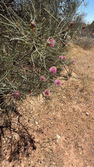 (c) Outland Capture, some rights reserved (CC BY) Melaleuca nematophylla, photograph (c) Outland Capture, some rights reserved (CC BY)