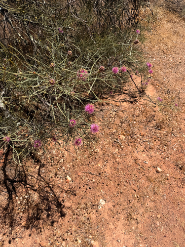 Melaleuca nematophylla, photograph 4