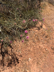 (c) Outland Capture, some rights reserved (CC BY) Melaleuca nematophylla, photograph (c) Outland Capture, some rights reserved (CC BY)