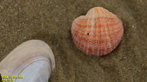 Coptothyris grayi