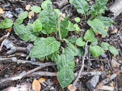 Adenocaulon chilense