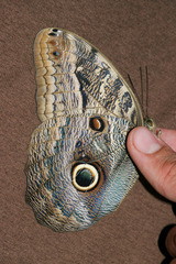 Caligo illioneus illioneus