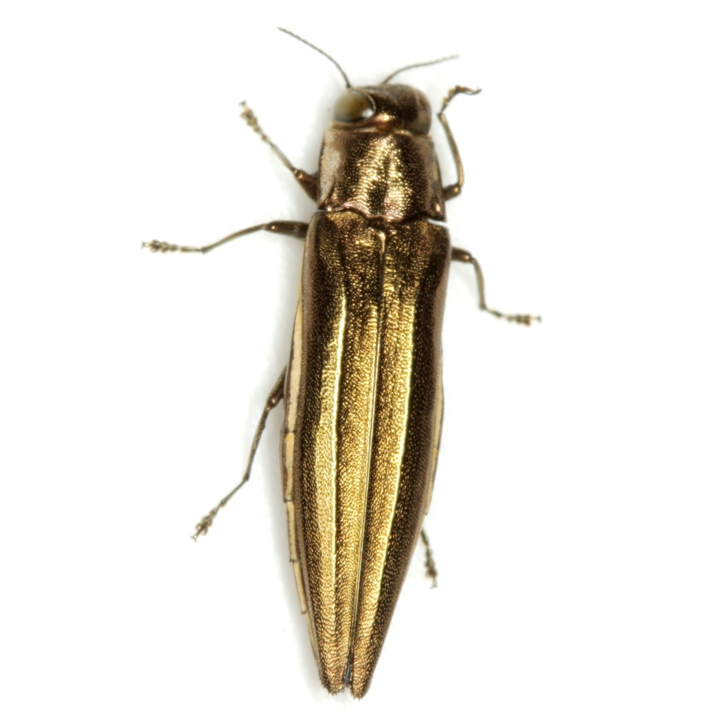 Large Hackberry Agrilus