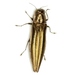 Agrilus macer - Photo (c) Mike Quinn, Austin, TX, some rights reserved (CC BY-NC), uploaded by Mike Quinn, Austin, TX