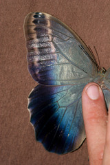 Caligo illioneus illioneus