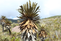 Espeletia guacharaca