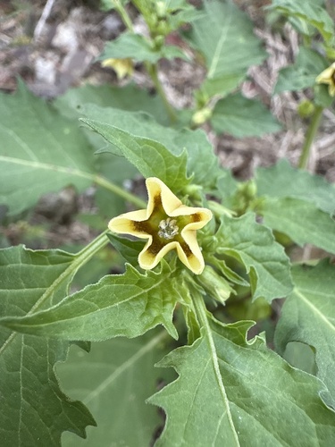 cutleaf groundcherry